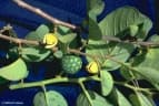 Annona senegalensis