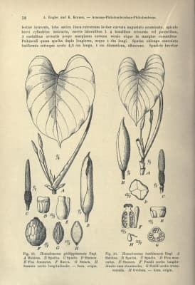 Homalomena philippinensis