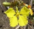 Tylosema fassoglense
