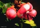 Symphonia fasciculata