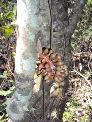 Scleropyrum pentandrum