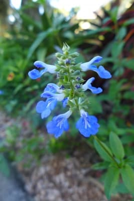 Salvia occidentalis