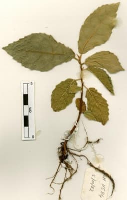 Ficus copiosa