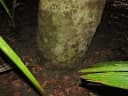Cynometra hemitomophylla