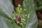 Cordia panamensis