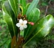 Mascarenhasia arborescens