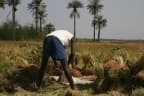 Oryza glaberrima