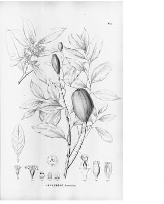 Cryptocarya citriformis