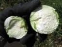Chrysophyllum cainito