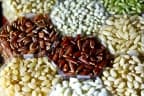 Oryza sativa
