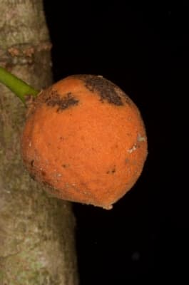 Drypetes afzelii