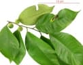 Chrysophyllum argenteum