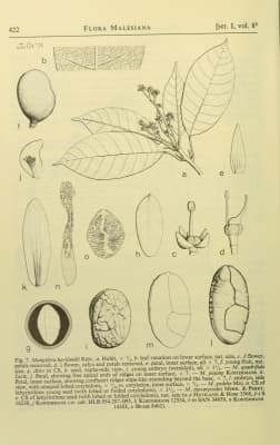 Mangifera havilandii