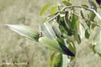 Cryptostegia madagascariensis
