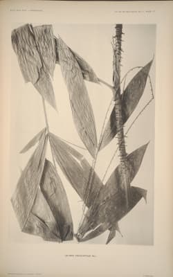 Calamus erioacanthus