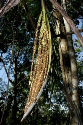 Syagrus cardenasii