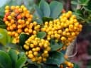 Schefflera heptaphylla