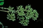 Pisonia aculeata