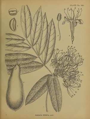 Saraca indica
