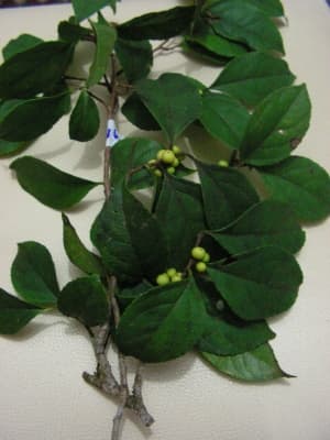 Xylosma ciliatifolia