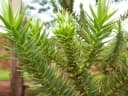 Araucaria angustifolia