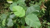 Dillenia suffruticosa
