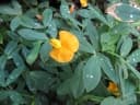 Arachis glabrata
