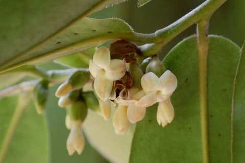 Diospyros philippinensis