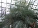 Casuarina collina