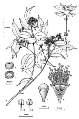 Syzygium dansiei