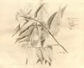 Microcos paniculata