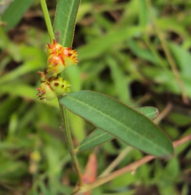 Microstachys chamaelea