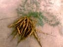 Asparagus densiflorus