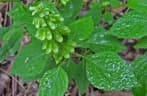 Ocimum campechianum