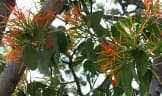 Psittacanthus calyculatus
