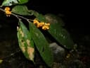 Theobroma angustifolium