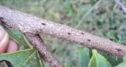 Toddalia asiatica