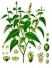 Croton eluteria