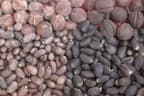 Jatropha curcas