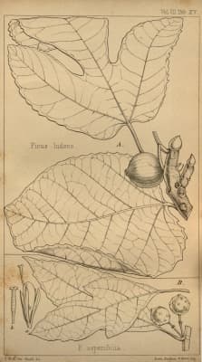 Ficus asperifolia