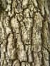 Terminalia macroptera