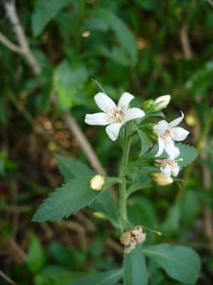 Capraria biflora