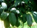 Artocarpus integer