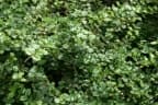 Malpighia coccigera