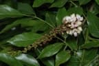 Pongamia pinnata