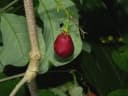 Bunchosia nitida