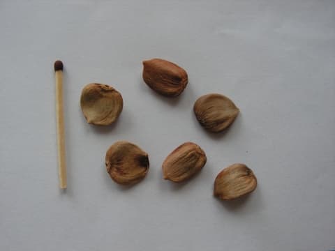 Baccaurea dulcis