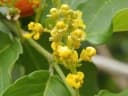 Bunchosia argentea