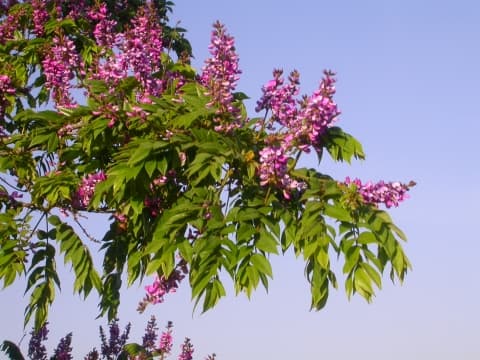 Millettia oblata