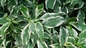 Graptophyllum pictum